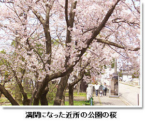 満開になった近所の公園の桜